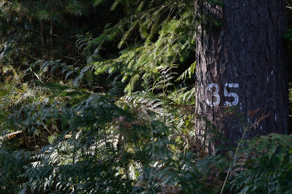 Compartment marker in Thetford Forest. Photograph: Ji Sun Sjogren