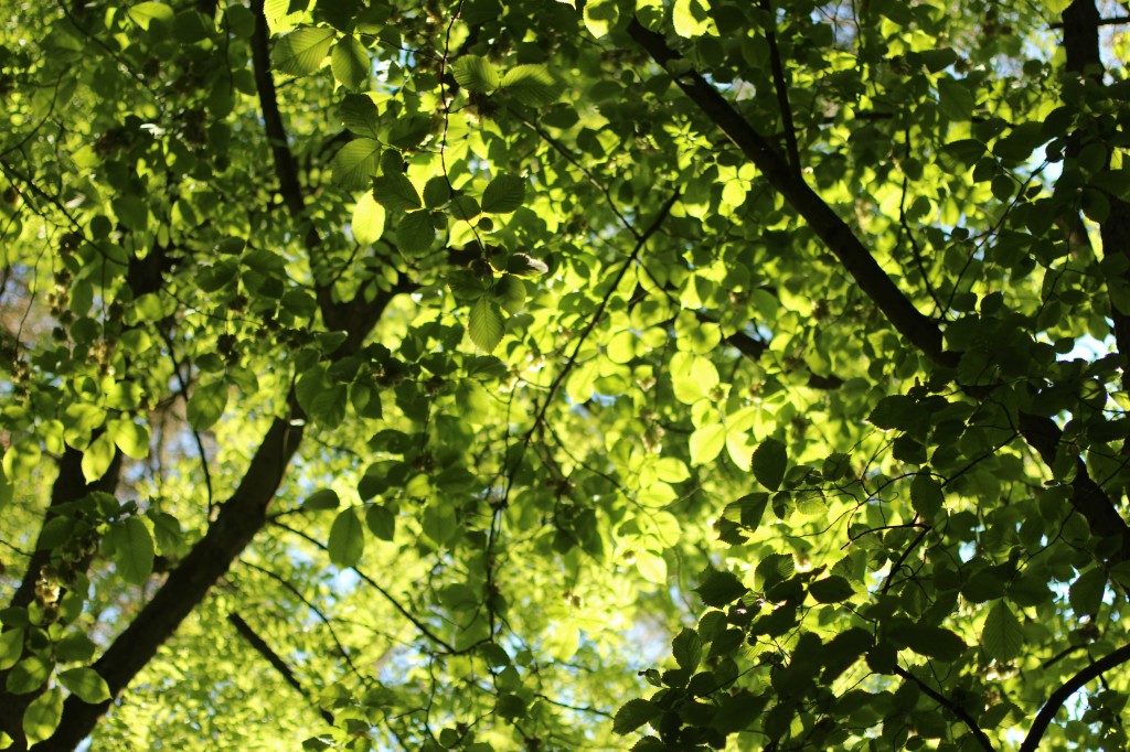 Thetford Forest Canopy