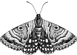 Mother Shipton moth (Callistege mi)