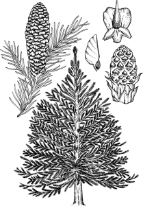 Norway Spruce (Picea abies)