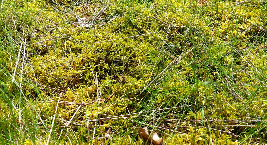 Sphagnum moss, Bedgebury Pinetum