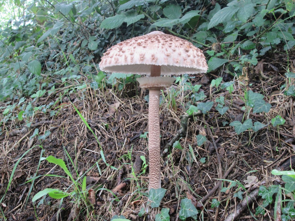 Fungi. Photograph: Christopher Brown