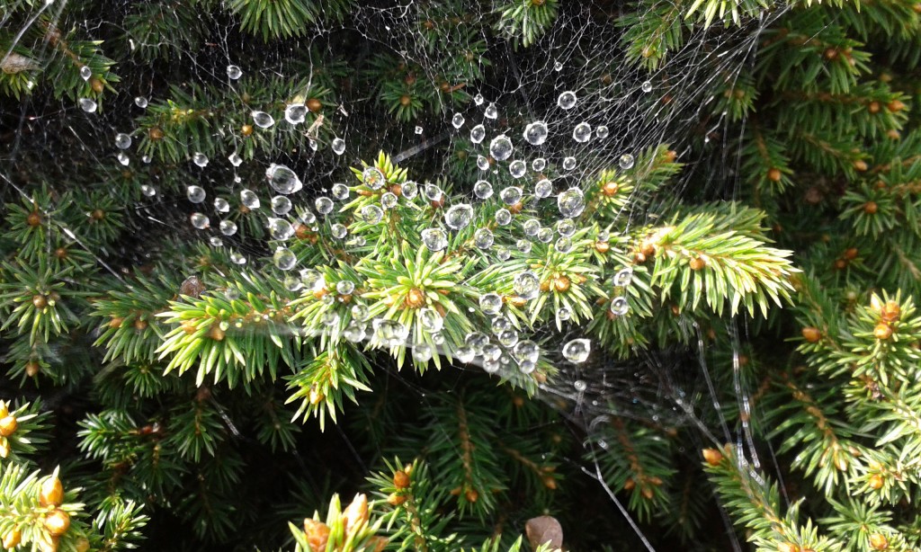 Dew on Web. Photograph: Christopher Brown