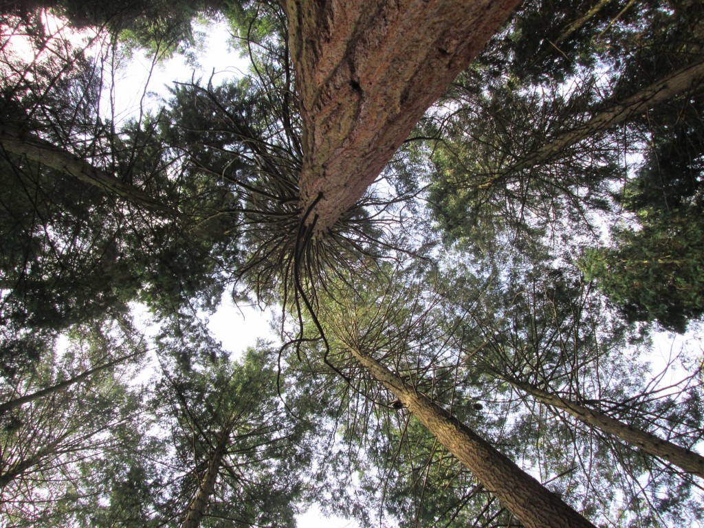 Giant Sequoia. Photograph: Christopher Brown